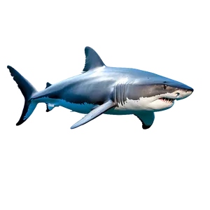 Great White Shark In Natural Habitat PNG Uoh