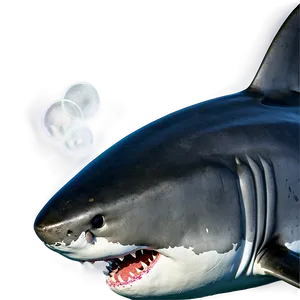 Great White Shark Png 6 PNG image