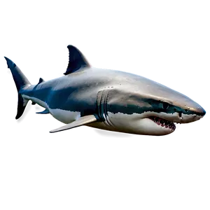 Great White Shark Png Duw19 PNG image