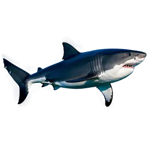 Great White Shark Side View Png 06122024 PNG image