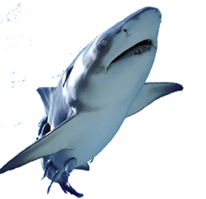 Great_ White_ Shark_ Swimming PNG