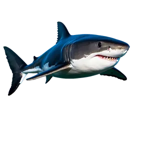 Great White Shark Swimming PNG 06122024