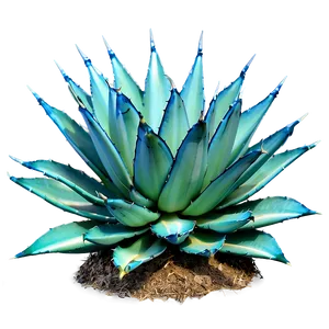 Green Agave Plant PNG 06282024