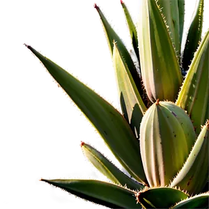 Green Agave Plant PNG Oli64 PNG