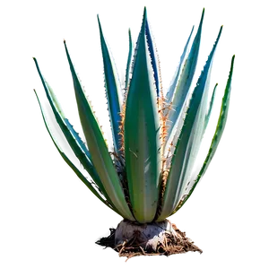 Green Agave Plant PNG Xrp17 PNG