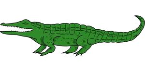 Green Alligator Illustration