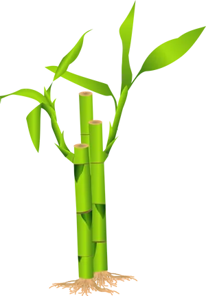 Green Bamboo Graphic PNG image