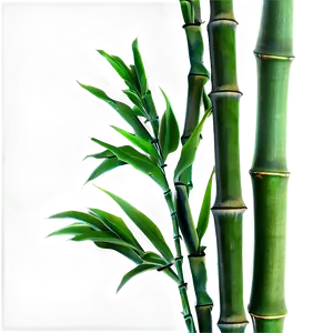 Green Bamboo Leaves Png 05232024 PNG image