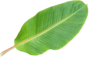 Green Banana Leaf Clipart PNG image