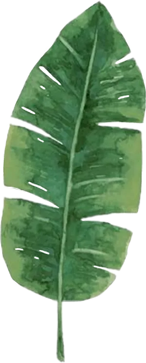 Green Banana Leaf Illustration