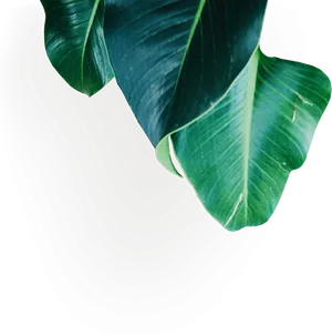 Green Banana Leaves Artistic Background PNG image