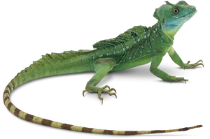 Green Basilisk Lizard Isolated PNG image