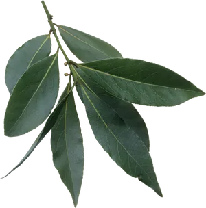 Green Bay Leaves Branch.png PNG image