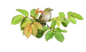 Green Birdon Branch