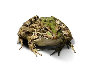 Green Brown Frog Black Background