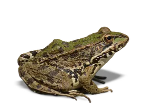 Green Brown Frog Black Background PNG image