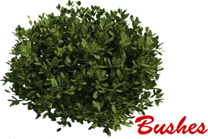 Green Bush Black Background PNG image