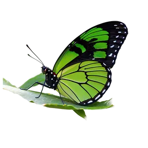 Green Butterfly In Garden PNG Fbk PNG