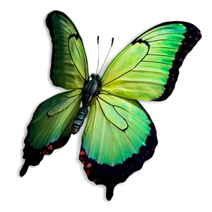 Green Butterfly On White Background Png Pmg PNG image