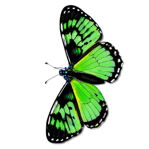 Green Butterfly With Open Wings Png 06202024 PNG image