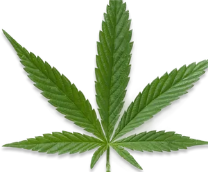 Green Cannabis Leaf Black Background PNG image