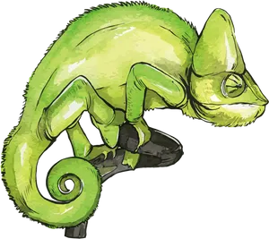 Green Chameleon Illustration PNG image