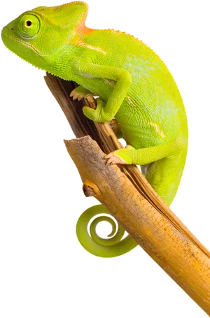 Green Chameleonon Branch.png PNG image