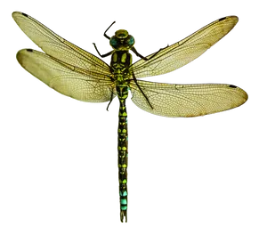 Green Dragonfly Transparent Background