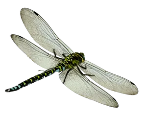 Green Dragonfly Transparent Background PNG image