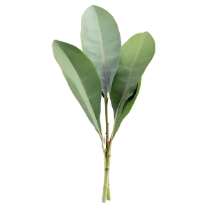 Green Eucalyptus Leaves Png 06272024 PNG image