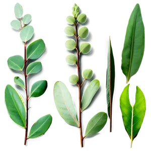 Green Eucalyptus Leaves Png 06272024 PNG image