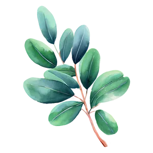 Green Eucalyptus Watercolor Illustration Png 06272024 PNG image