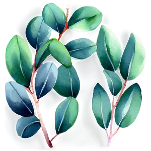 Green Eucalyptus Watercolor Illustration Png 06272024 PNG image