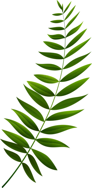 Green Fern Leaf Branch PNG image