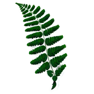 Green Fern Leaf Graphic Png Dcy PNG image