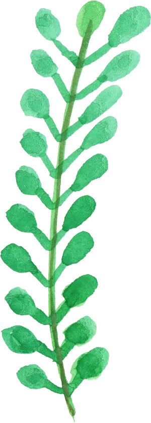 Green Fern Leaf Isolated PNG image