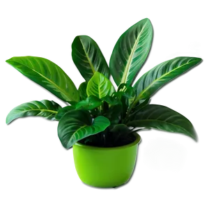 Green Floor Plant Png Jhf80 PNG image