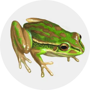 Green Frog Illustration.jpg