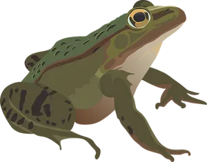 Green Frog Illustration