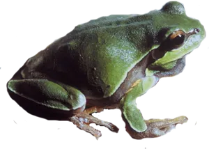 Green Frog Profile Black Background