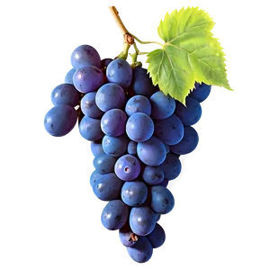 Green Grape Png 05212024 PNG image