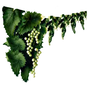 Green Grape Vine Cluster PNG image