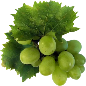 Green Grapeswith Leaves