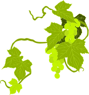 Green Grapevine Illustration PNG