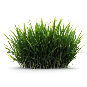 Green Grass And Sunshine Png 62 PNG image