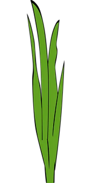 Green Grass Blades Graphic PNG image