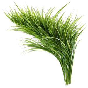 Green Grass In Wind PNG 06262024