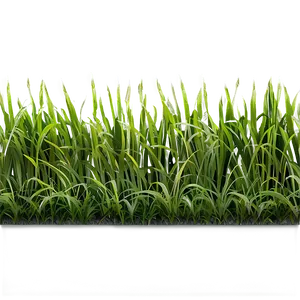 Green Grass Patch PNG 06262024