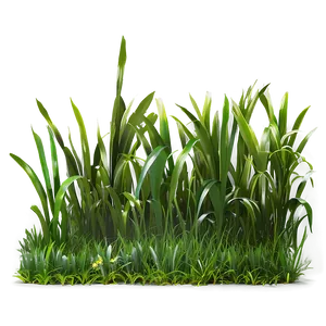 Green Grass Patch PNG 44 PNG