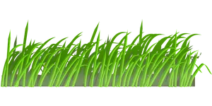 Green Grass Vector Illustration PNG image